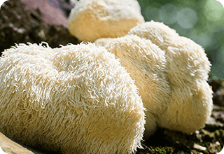 Neura-ingrediant-Lion’s Mane Extract (Hericium erinaceus)