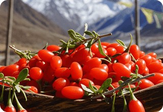 Neura-ingrediant-Wolf (Goji) Berry Extract