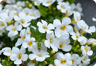 Neura-ingrediant-Bacopa monnieri Extract